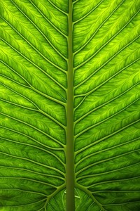 赫尔城主场揭白，势如破竹，气吞山河——城市荣耀的全景启示